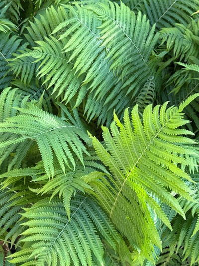 The image shows a dense cluster of vibrant green fern fronds in Ovsyanka, Russia. The ferns are lush and overlap each other, creating a textured tapestry of leaves. The lighting suggests an outdoor setting, possibly a garden or park, with natural light filtering through the foliage. There are no people or specific structures visible, only the natural beauty of the ferns. The focus is on the intricate details of the fronds, their delicate veins, and the various shades of green.