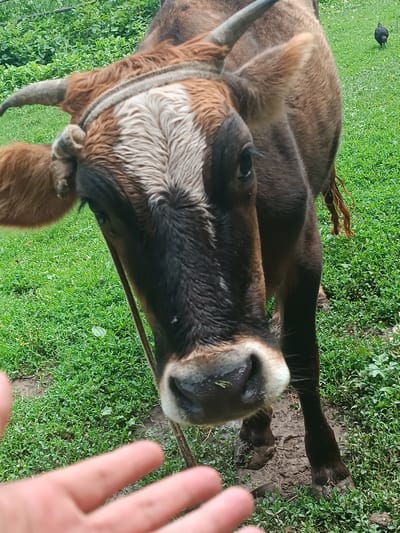 A close-up, eye-level shot features the head of a brown and white cow in the foreground, facing the camera. The cow has short, curved horns and a rope halter around its head. Its fur is a mix of brown and white, with a prominent white stripe running down its forehead. The cow's nose is dark and wet, with a few strands of green grass clinging to it. The background is out of focus, showing a grassy field with some greenery and a small black chicken in the distance. The lower left of the image shows a blurred human hand reaching towards the cow, with the fingers spread open. The ground is muddy in places, suggesting a recent rain or watering. The image appears to have been taken outdoors in a rural setting, possibly in or near the village of Жай-Терек, Kyrgyzstan, given the general appearance of the landscape and the presence of livestock.
