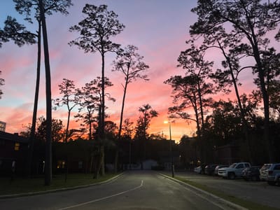 The image depicts a street scene at dusk in Gainesville, United States of America. The sky exhibits a vibrant gradient of orange, pink, and purple, featuring streaky clouds. Numerous tall pine trees are silhouetted against the colorful sky, dominating the upper and mid-ground. An asphalt road, marked with a white broken centerline and a solid white shoulder line, curves gently to the left in the foreground and recedes into the background, reflecting ambient light. A single street light on the right side of the road emits an amber illumination onto the pavement. On the left, a dark multi-story building with illuminated windows is partially visible behind trees. On the right, a row of multiple vehicles, including a white pickup truck and an SUV, are parked along the road in an unpaved or obscured parking area. No people are present in the scene.