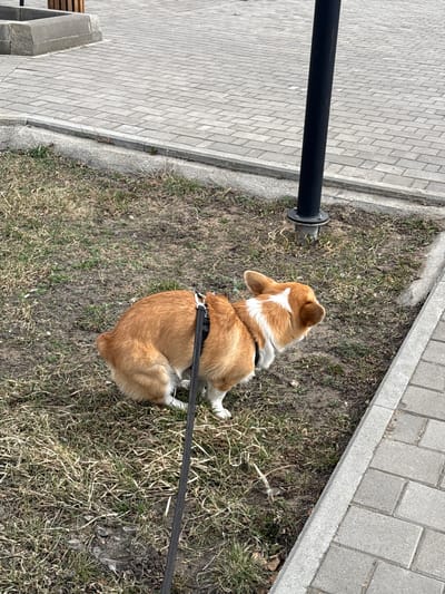 A tan and white corgi dog sits in a grassy area, tethered to a black metal post with a black leash. The post is positioned near a gray brick walkway and a concrete curb. The location is Borzya, Russia. The dog is wearing a black harness. The grassy area contains patches of dirt and dry vegetation.