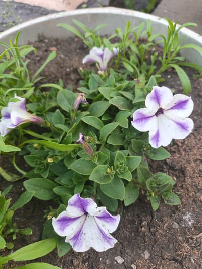 A close-up, eye-level shot shows several blooming petunias in a planter with dark soil. The flowers are predominantly white with deep purple streaks radiating from the center. The leaves are green and velvety, with some wilting or spent blooms visible. The planter appears to be made of light-colored material and is partially visible around the edges of the frame. The background consists of more of the planter's rim and blurred greenery, suggesting an outdoor setting. The image was taken in the city of Kalachevo, Russia.
