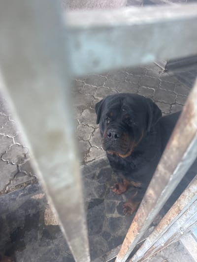 The image captures a Rottweiler dog from a high-angle perspective, looking upwards. The dog's face is the primary focus, with its dark fur, characteristic tan markings, and wet nose clearly visible. Its eyes appear slightly closed, giving it a relaxed or perhaps sleepy expression. The dog is situated on a patterned stone ground, likely an outdoor patio or yard, suggesting it's in a domestic or enclosed outdoor setting.

The scene is partially obstructed by metal bars or fencing, creating a sense of enclosure or a view through a barrier. These bars, which appear rusty and weathered, run horizontally across the foreground and mid-ground, adding a rustic or industrial feel to the environment. The lighting suggests it is daytime, though the overall quality of the light is somewhat diffused, possibly indicating an overcast sky or shade.

The ground beneath the dog is paved with interlocking stones, arranged in a decorative pattern. In the background, more of the same paving can be seen, along with hints of a concrete or rough stone wall. The overall impression is one of a dog in an outdoor enclosure, possibly a kennel or yard, in Armavir, Armenia. There is no visible text in the image.