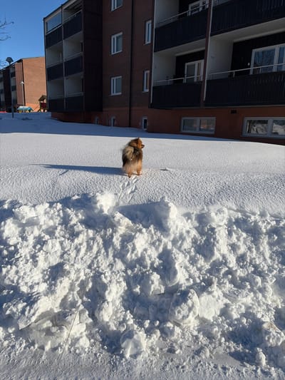 The image displays an urban residential scene in Kiruna, Sweden, covered in snow under a clear blue sky. A small, fluffy, tan-and-brown dog, consistent with a Pomeranian-type breed, stands in the midground, facing away from the camera and looking towards the right. It leaves paw prints in the untouched snow behind it. A thin, light-colored leash trails from the dog's rear, extending downwards and disappearing into a large, irregular mound of plowed snow that occupies the lower foreground. In the background, two multi-story apartment buildings constructed of reddish-brown brick are visible. The building on the right features multiple dark-railed balconies and white-framed windows, with a lighter orange-peach colored lower facade. A second, similar building is partially visible to the left. Between the buildings, a children's playground structure with yellow and red components is discernible. Long shadows cast by the dog and buildings indicate direct sunlight from a low angle.