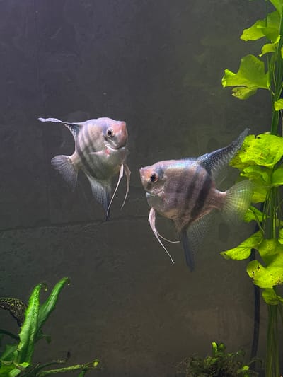 Two angelfish swim in an aquarium. The fish are silver with vertical black stripes. The angelfish on the left is facing left, and the angelfish on the right is facing right. The angelfish on the right is closer to a cluster of bright green aquatic plants. The background is a dark, textured surface. This scene is not located in Bartula, Montenegro.