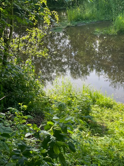 This media file depicts a natural scene near a body of water, likely a river or stream, with lush green vegetation bordering it. The image is oriented vertically, with the water and its reflections dominating the left half, and the dense foliage the right.
The water surface reflects the surrounding trees and the sky, creating a dappled effect. Some ripples are visible on the water, suggesting gentle movement. The vegetation on the right is thick and varied, with different types of leaves and stems creating a textured appearance. Sunlight filters through the leaves, highlighting some areas with bright green and leaving others in shadow.
There are no people or man-made objects visible in the scene. The overall impression is one of a peaceful and wild natural environment. The lighting suggests it is daytime, possibly morning or late afternoon, given the angle of the sun and the shadows. The abundance of green foliage implies a season of growth, likely spring or summer. The location context of Mirnyy, Russia, places this scene within a temperate or boreal climate, consistent with the visual elements. The scene evokes a sense of tranquility and natural beauty. There is no visible text in the image.