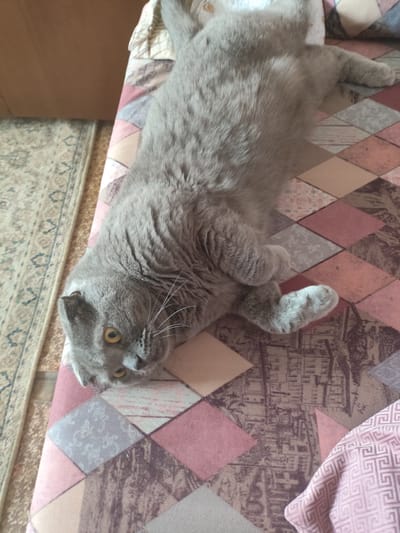 A gray British Shorthair cat is lying on its back on a patterned surface. The cat's head is tilted to the left, and its eyes are open and yellow. Its front paws are tucked under its chest, and its hind legs are extended. The surface beneath the cat is a fabric with a diamond pattern in shades of pink, beige, and brown. A portion of a patterned rug is visible to the left of the cat. The background is blurry but appears to be an indoor setting. The specific location in the city of Myadzyel, Belarus, is not discernible from the image.