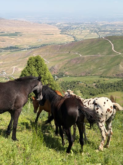 In Kashka Suu, Kyrgyzstan, on a bright, sunny day, a group of four young horses stands on a grassy hillside overlooking a vast valley. The horses, varied in color and pattern, are clustered together, some interacting with each other. One horse is dark brown, almost black, with a white blaze on its face. Another is a light brown or bay color. A third horse is spotted, predominantly white with brown patches. The fourth horse, mostly obscured, appears to be a similar bay color. They are positioned on a slope covered in lush green grass and some wildflowers.

Behind the horses, the landscape descends sharply into a valley. Winding dirt roads snake across the green and brown hillsides. In the distance, the valley floor is a mosaic of cultivated fields in various shades of green and yellow, interspersed with trees and scattered buildings. Further still, a hazy city or town stretches towards the horizon, blending into the pale blue sky. The overall impression is one of natural beauty and rural serenity, with a hint of human settlement in the far distance.