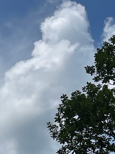 A low-angle medium shot captures a portion of a vibrant green oak tree's canopy, silhouetted against a partly cloudy blue sky. The tree occupies the right two-thirds of the frame, with its dense foliage filling the lower right and extending upwards along the right edge. The sky is a dynamic mix of bright blue in the upper right quadrant and vast, fluffy white cumulus clouds that dominate the left side of the image and extend partially into the upper right. The clouds are textured and voluminous, with soft, rounded edges, creating a sense of depth and movement. The overall scene suggests an outdoor environment in Angrevani, Georgia, characterized by clear skies and lush vegetation. No people or distinct actions are visible.