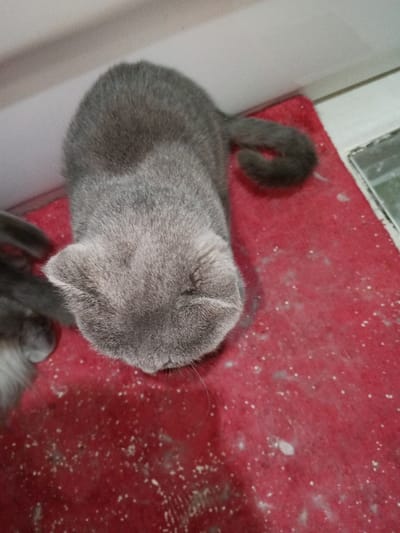 The image, set in Madinaty, Egypt, presents an overhead view of a grey domestic cat positioned on a red surface. The cat's head is visible, facing downwards and slightly to the left, with its small, rounded ears prominent. Its grey fur is uniform across its visible body and tightly curled tail, which rests on the red surface to the right. A partially cropped grey object or limb is visible on the far left. The red surface beneath the cat is covered with numerous small, white, irregular particles. In the background, a white horizontal baseboard or wall section is visible along the top right edge, adjacent to a dark, rectangular floor section. The scene takes place indoors.