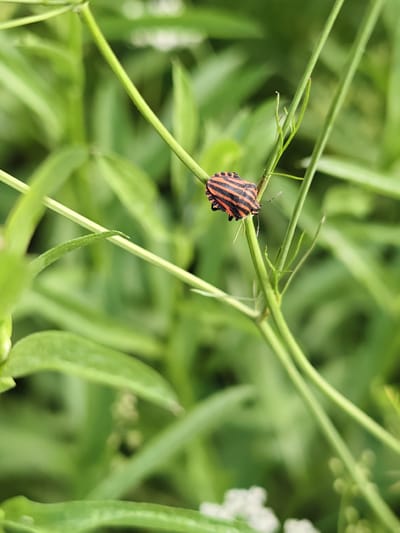 A close-up, high-angle shot focuses on an insect with black and orange stripes perched on a thin green stem. The insect, likely a shield bug, is oriented slightly to the left, its striped body clearly visible against the blurred green foliage in the background. The stem it rests on is part of a larger plant with slender, vertical stalks and thin, elongated leaves. The overall environment suggests a natural setting, possibly a garden or park, with an emphasis on greenery. The image does not provide any context related to the city of Суда, Russia.