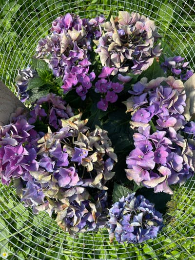 A close-up, overhead shot shows a cluster of hydrangeas in various shades of purple and faded lilac, contained within a wire mesh enclosure. The flowers are densely packed, with some showing signs of wilting and browning. The background consists of bright green grass, suggesting an outdoor setting. A small white daisy with a yellow center is partially visible in the lower left corner. The scene appears to be in a garden or park. No people or actions are depicted.