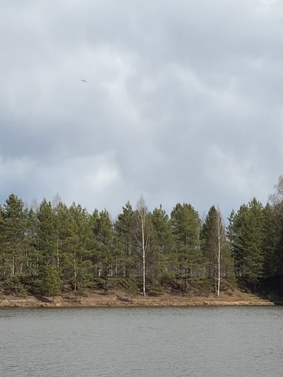 The image displays a serene natural landscape, captured with a vertical orientation (when viewed correctly, the water is on the bottom, and the sky is at the top). On the lower portion, a calm body of water, likely a lake or river, stretches horizontally across the frame, its surface showing subtle ripples. Above the water, a narrow strip of land forms a bank, covered in dry, light brown undergrowth.

Dominating the upper half of the image is a dense forest, composed primarily of tall evergreen trees, possibly pines or spruces, with dark green foliage. Interspersed among the evergreens are several deciduous trees, notably birches, identifiable by their slender white trunks and bare branches, suggesting late autumn, winter, or early spring. The trees line the water's edge, creating a distinct boundary between the land and the water.

The sky above is overcast, filled with uniform gray clouds, indicating a cloudy day. High in the upper left quadrant of the sky, a single dark bird is visible, mid-flight. There are no people or man-made structures present. The scene conveys a sense of peaceful solitude and natural beauty, characteristic of a forested lakeside environment in a region like Mishkino, Russia. No visible text is present.