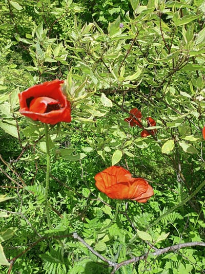 In Peetri alevik, Estonia, a close-up, eye-level shot reveals a dense, sun-dappled garden scene. The foreground is dominated by vibrant red poppies, with one prominent flower in sharp focus to the left, its dark center clearly visible. Another poppy, slightly blurred, sits in the lower right quadrant. These flowers are interspersed with lush green foliage and the branching structure of a shrub with variegated green and cream leaves. The background is a thick tapestry of greenery, with hints of sunlight filtering through. There are no people or animals present in the image.