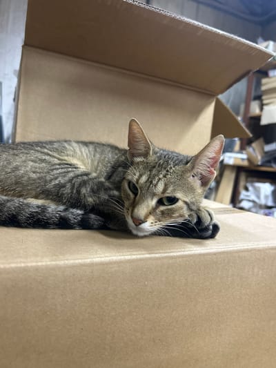 This is a close-up, eye-level, medium shot of a tabby cat lying in a cardboard box. The cat is mostly visible, with its head and front paws peeking out. Its fur is a mix of grey, brown, and black stripes, and its eyes are a bright green. The cat appears relaxed, with its head tilted to the side and one paw tucked under its chin. The background shows the interior of the cardboard box, with its corrugated texture clearly visible. The setting is dimly lit, suggesting an indoor environment, possibly a warehouse or storage area. The overall mood is calm and cozy, highlighting the cat's comfort in its cardboard surroundings. No text is visible in the image. The location context of Struma, Bulgaria, is not directly apparent from the visual elements.