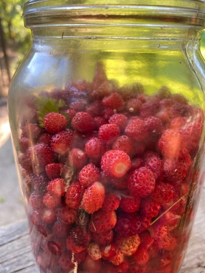 A glass jar filled with wild strawberries is shown outdoors, possibly in Luh, Ukraine, as suggested by the background foliage. The jar, with its ribbed metallic lid, sits on a wooden surface, likely a table or fence. The sun casts a warm glow on the scene, highlighting the vibrant red of the berries and the translucent quality of the glass. The background is softly blurred, suggesting a natural setting with green trees and foliage. The focus is on the abundance of small, ripe strawberries packed tightly within the jar, some of them showing their characteristic seeds.