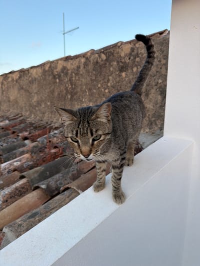 A tabby cat with a black tail stands on a white ledge on what appears to be a rooftop. The cat is facing left, with its head slightly lowered and its green eyes looking forward. The background consists of a light blue sky with a distant antenna, and a weathered, reddish-brown tiled roof. A rough, grey wall is visible behind the cat and its tail curls upwards. The scene is set outdoors, likely in a city in Loulé, Portugal, given the architectural style and the clear sky.