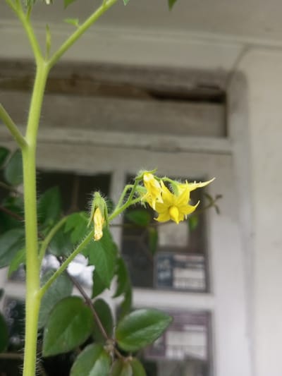 A close-up shows a tomato plant with yellow flowers in bloom. One flower is fully open, revealing its petals and center. Another flower is in the bud stage, still enclosed in a green, hairy casing. The plant's stem is green and also covered in fine hairs. Lush green leaves surround the stem and flowers. The background is blurry but shows a window with a white frame.