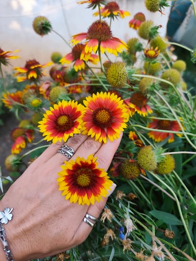 The image shows a close-up of a hand with rings and a bracelet, gently holding a vibrant red and yellow flower. The hand is positioned in front of a cluster of similar flowers, some in bloom and others as developing seed pods, with a blurred background of greenery and hints of a light-colored wall or fence. The setting appears to be a garden or outdoor area. There is no visible indication of the location being Goyany, Moldova.