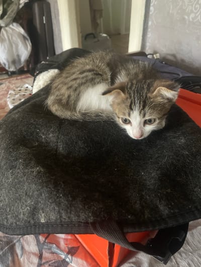 A young kitten with tabby and white fur is the primary subject of this image. The kitten is lying on a dark, textured surface, possibly a blanket or rug, with a black elastic band along the edge. Behind the kitten, an orange object, likely a piece of furniture or storage container, is visible. The background is blurred, but suggests an indoor setting with some light-colored walls that have a subtle patterned texture.
The kitten appears alert, with wide, light-colored eyes looking upwards and slightly to the right. Its ears are pointed, and its body is curled somewhat. The overall impression is one of a domestic scene, possibly a home environment in Линёвка, Russia, although no direct location cues confirm this beyond the provided context. The lighting suggests it is daytime, but the specific time is not discernible. No text is visible in the image. The kitten's posture and gaze give it a curious and perhaps slightly wary demeanor.