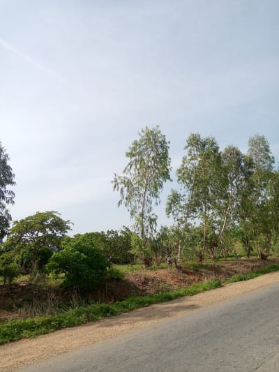 This image depicts a rural roadside scene in the city of Senti, Nigeria. The foreground features a paved road with a gravel shoulder. To the left of the road, a slight incline leads up to a wooded area. This area is densely populated with various trees, including tall, slender eucalyptus-like trees with sparse foliage and a few broader, leafier trees. The ground is covered in dry grass and some green vegetation along the roadside. The sky is a pale, hazy blue with some wispy clouds. The overall impression is one of a natural, undeveloped landscape along a roadway. There are no people or animals visible in the image.