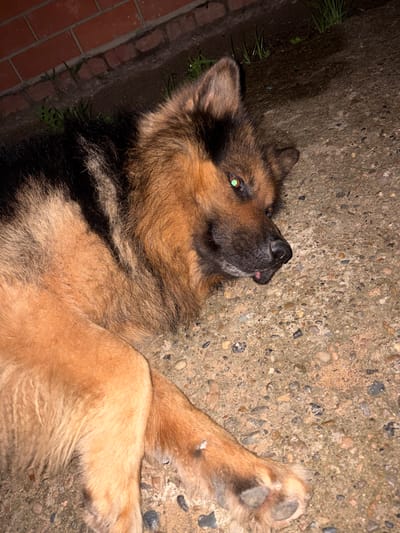 A German Shepherd dog is lying on a concrete surface. The dog has brown and black fur and its eyes are a striking green color. Its tongue is slightly visible. In the background, a brick wall and some green plants can be seen. The lighting suggests it may be nighttime. The location is specified as Panovka, Russia.