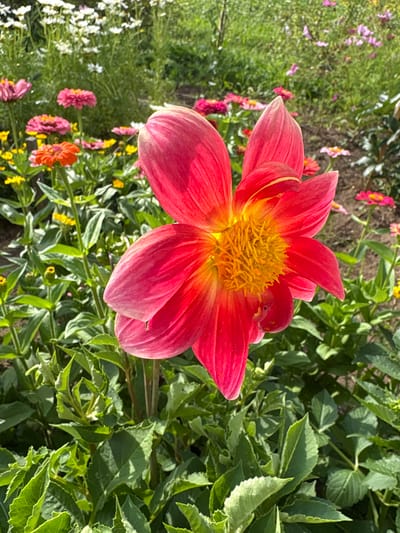 A close-up, high-angle, medium shot shows a vibrant pink dahlia in full bloom, its petals radiating outwards from a bright yellow center. The dahlia is positioned in the foreground, dominating the frame. The background is a blur of a flower garden, with various other flowers, predominantly pinks and whites, and lush green foliage. The lighting suggests a sunny day, with natural light illuminating the scene. The image depicts a serene natural environment, likely a garden or park, in Большелуг, Russia. There are no people or animals visible in the image.
