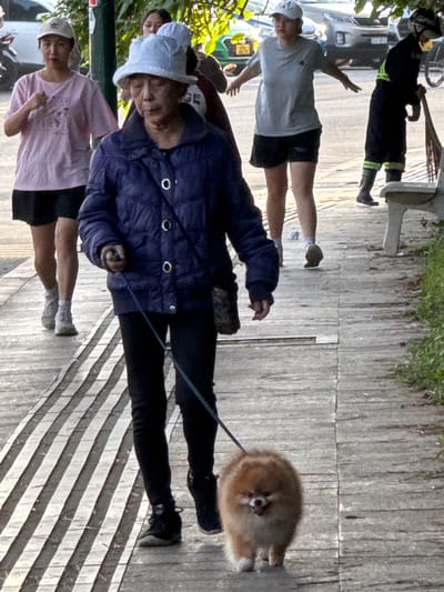In Xuan Huong Lake, Da Lat, Vietnam, a woman wearing a blue quilted jacket and a white bucket hat walks a fluffy brown Pomeranian on a leash. The woman is facing left, and the dog is on her right. Behind her, two other women are walking. One woman in a pink t-shirt and black shorts walks ahead, and another woman in a grey t-shirt and black shorts walks further back. In the background, a street cleaner wearing a yellow reflective vest and dark pants is sweeping. The scene takes place on a paved walkway with striped patterns, alongside a grassy area and trees. Several vehicles are visible in the distance. The lighting suggests it is either early morning or late afternoon.
