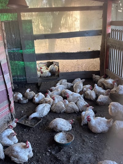 In a rustic chicken coop, a flock of white chickens rests and congregates on the dirt floor. The coop, situated in Starokhalilovo, Russia, features a translucent corrugated roof and walls, with shafts of sunlight illuminating the interior. A pile of straw sits near the back, and feeders are scattered amongst the birds. The scene captures the everyday life of poultry in a rural setting.