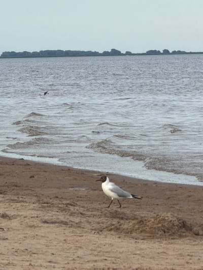 A medium shot captures a tranquil scene on a sandy beach, likely in Ondvor, Russia. The water, a muted grey-blue, gently laps at the shore, creating a thin line of white foam. In the distance, a dark, tree-lined horizon stretches across the frame, suggesting land or a larger body of water beyond.

The focal point of the image is a black-headed gull standing on the wet sand near the water's edge. The bird is mostly white with grey wings and a distinctive black cap on its head. It is captured mid-stride, its legs extended as if walking. To the left and further out in the water, another, smaller dark bird is in flight, its wings outstretched.

The sand in the foreground is a warm, light brown, textured with small ripples and a larger mound of sand to the right of the gull. The overall lighting is soft, indicating an overcast sky or early morning/late evening light. There are no other people or man-made objects visible in the frame.