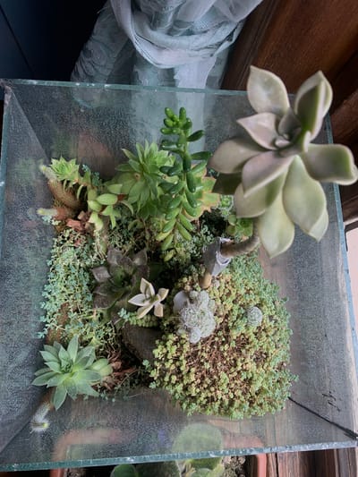 An overhead, close-up shot captures a succulent terrarium situated in what appears to be a home environment. The terrarium, constructed of glass, contains a variety of small, green succulent plants. The plants are arranged densely within the terrarium, with some appearing taller and more prominent than others. The backdrop of the image consists of a sheer, textured curtain in a light blue-green hue and a wooden surface, suggesting an indoor setting. The overall impression is one of a meticulously arranged collection of miniature plants within a glass enclosure, likely serving as a decorative element in a domestic space. There is no indication of the terrarium being located in Chiatura, Georgia; it is presented as a general indoor scene.