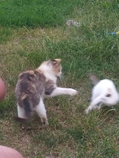 In a grassy outdoor setting, two cats are captured in motion on a sunny day. One cat, predominantly white with a dark spot on its back, is blurred, suggesting it's in the midst of playful movement. The second cat, a calico with patches of brown, white, and black, is more distinctly visible, lying on its back with its legs in the air and its mouth slightly open, perhaps engaged in playful interaction or stretching. The background is a mix of green and dry grass, indicating a natural, possibly rural, environment. A hint of a blue and yellow object, possibly a hose or cord, is visible in the upper left corner. The presence of a bare leg in the bottom right corner suggests a human is nearby, likely observing or interacting with the cats. The scene evokes a sense of warmth and casual enjoyment of a summer day in Vasylkiv, Ukraine.