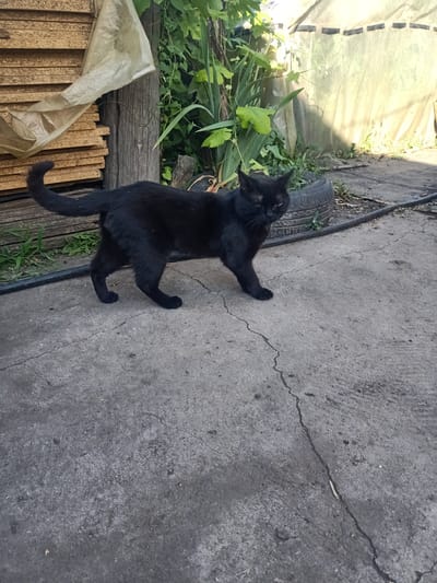 A sleek, black cat walks across a cracked concrete surface in what appears to be a rural or industrial setting. The cat is the primary subject, positioned in the center of the frame, with its body angled towards the right. Its tail curves upwards. Behind the cat, a stack of wooden boards, covered by a light-colored tarp, stands vertically. To the cat's right, a discarded tire is visible, partially filled with grass and weeds. Lush green foliage grows behind the tire and the wooden boards, suggesting an outdoor environment. A translucent, possibly plastic, sheeting is stretched taut in the background, creating a diffused light effect. The overall scene is likely outdoors, given the natural light and vegetation. The concrete ground shows signs of wear and tear, with visible cracks. The presence of the wooden boards, tarp, and discarded tire might indicate a storage area, a workshop, or a backyard. The time of day appears to be daytime, with sunlight casting shadows, although the exact time is not discernible. There is no visible text in the image. The cat's expression is neutral, and the overall mood of the image is calm and ordinary.