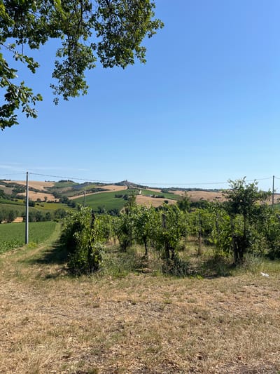 The image captures a pastoral landscape under a clear blue sky. In the foreground, a patch of dry, straw-colored grass is visible, with some scattered brown leaves. Beyond the grass, a vineyard with rows of green vines supported by wooden stakes occupies the middle ground. The vines are lush and leafy, suggesting a thriving agricultural area.
The background reveals rolling hills characteristic of the Italian countryside. These hills are covered in a patchwork of agricultural fields, displaying various shades of green and golden brown, indicative of different crops or stages of growth. In the distance, a small village or town is nestled atop one of the hills, with buildings appearing as small, clustered structures. Power lines and utility poles are present, traversing the landscape horizontally across the hills.
On the left side of the image, the branches of a large tree with green leaves hang into the frame, partially obscuring the sky. The overall scene evokes a sense of rural tranquility and agricultural beauty. The location is specified as Barbara, Italy, which is a commune in the province of Ancona in the Italian region of Marche.