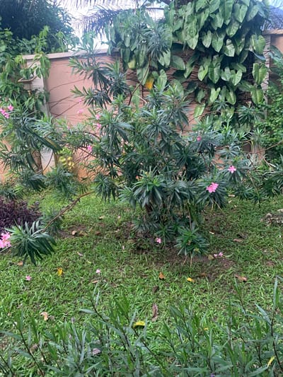 An outdoor medium shot captures a lush garden area in Olambe, Nigeria, characterized by dense greenery and a pink-hued wall. The primary subject is a medium-sized shrub with dark green, slender leaves and delicate pink flowers, positioned centrally in the frame. The shrub's branches extend outwards, some gracefully arching towards the ground, and several individual pink blossoms are visible on its foliage and scattered on the grass below.
The ground is covered in a thick carpet of vibrant green grass, interspersed with fallen brown and yellow leaves. To the left of the main shrub, a patch of darker, purplish foliage adds contrast to the scene. Behind the shrub, a portion of a rendered wall painted a soft pink is visible, its surface textured and slightly weathered. Climbing plants with broad, heart-shaped green leaves densely cover parts of the wall, creating a natural, organic backdrop. Overhanging palm fronds from a tree are visible in the upper part of the image, suggesting a tropical environment.
No people are present in the image. The scene depicts a tranquil, natural setting, likely a residential or public garden, with an emphasis on the vibrant plant life and the interplay of natural elements with the man-made wall. The lighting suggests it is daytime, with diffused light indicating either overcast conditions or a shaded area.