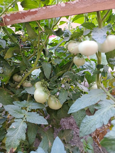 An outdoor, eye-level, medium shot captures an unripe tomato plant with a wooden support structure. The plant is laden with several green, spherical tomatoes, some clustered together, others more spread out. Lush green leaves, some appearing slightly dusty, surround the developing fruit. The background consists of soil and hints of dried leaves. The scene is likely located in Kokand City, Uzbekistan, given the context. No people or animals are visible, and no actions are being performed. The environment appears to be a garden or agricultural setting.