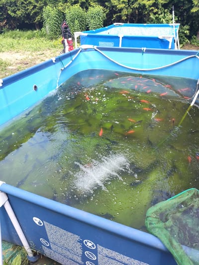This media file shows an outdoor scene in Beketovo, Russia, likely during daytime with overcast or cloudy weather given the lighting. The main subject is a large, above-ground blue swimming pool filled with murky green water, teeming with numerous small, bright orange fish. There are also several darker fish visible beneath the surface. In the foreground, a green fishnet rests on the edge of the pool, ready for use.

Behind the pool, a second, smaller blue pool is partially visible, also appearing to be set up outdoors. In the background, lush green trees and foliage create a natural setting. A red and black pressure washer stands on the grass to the left of the larger pool, suggesting some sort of cleaning or maintenance activity might be occurring or has recently occurred. The water in the larger pool has an active bubble stream, likely from an aeration device, creating a dynamic surface.

Visible text on the side of the pool is a safety warning in multiple languages, including English, French, German, and Russian, with symbols indicating "no jumping" and "no diving." The overall impression is of an aquaculture setup or a large fish pond being managed in a domestic or recreational outdoor space. The presence of the fishnet and the aeration suggests the fish are being cared for.