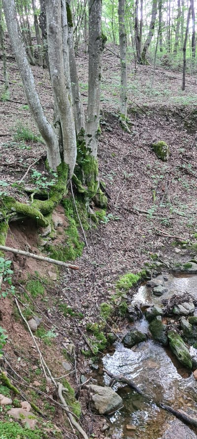 The image depicts a natural forest scene on a sloped terrain. In the foreground, a small stream flows over rocks. Several tree trunks, covered in green moss, rise from the left side of the image, with exposed roots anchoring into the soil. The ground is covered with fallen leaves, twigs, and sparse green vegetation. Further back, more trees with lighter bark and green foliage are visible, suggesting a woodland environment. The overall impression is of a tranquil, overgrown natural area. The location is the forest near the town of Laga, Bulgaria. There are no people or animals visible in the image.