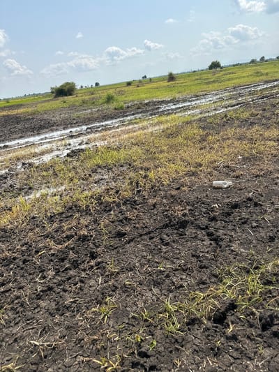 The image depicts a rural landscape in Lau, Nigeria, under a bright, partly cloudy sky, suggesting daytime. The scene is dominated by agricultural land, with a distinct division between wet, muddy areas and dry, cracked earth. In the foreground, dark, loamy soil is sparsely covered with dry grass and a few green shoots. A white plastic bottle lies on the ground, an indication of litter.

Adjacent to this dry patch, a strip of land appears to be waterlogged or recently flooded, with streaks of white sediment or salt deposits visible along its edges. This wet area transitions into a vibrant green field, likely a crop or pasture, stretching towards the horizon. A few scattered trees dot the landscape, adding to the rural feel. In the far distance, faint hills or elevated terrain are visible. The overall impression is one of an agricultural setting in a region that experiences distinct wet and dry seasons, with the current state suggesting the end of a wet period or ongoing waterlogged conditions in parts of the field. There are no people or animals visible in the frame. The image is oriented vertically, with the sky occupying the left side and the land filling the right.
