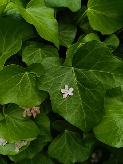 The image shows a close-up view of a large green leaf with a small, light pink flower in the center. The flower has five petals and is surrounded by the leaf's veins. The leaf is part of a larger plant, with other leaves visible in the background. The image was likely taken in a garden or wooded area in Berehove, Ukraine. No people are present in the image. The scene is peaceful and serene. The bright green leaves and the delicate pink flower create a calming contrast.