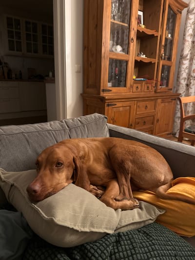 A medium shot shows a brown dog lying on a gray couch in an indoor setting. The dog's head is resting on a beige pillow, and its body is curled up on the couch. The background features a wooden cabinet with glass doors and a floral curtain. In the far background, a kitchen area with white cabinets is visible through an open doorway. The scene appears to be an interior of a home in Fürstenfeldbruck, Germany.