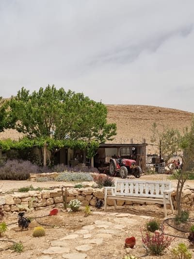 The image depicts a rural scene in Mizpe Ramon, Israel, set against a backdrop of a rocky, desert-like hillside. A structure, possibly a shed or barn, stands at the base of the hill, with a red tractor parked near its entrance. To the right of the shed is a white wooden bench. A lush, green tree dominates the left side of the frame, extending towards the structure. A stone wall lined with plants runs along the bottom right of the image, with various flowers and greenery visible. The ground is sandy and rocky. The sky is overcast, with a muted light.