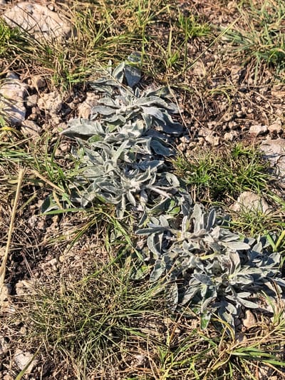 The image shows a close-up, eye-level view of two low-lying, fuzzy, silver-green plants growing in dry, rocky soil with sparse, dry grass. The plants are clustered, with multiple broad, oblong leaves. The ground is composed of small, light-colored rocks and dark soil. There are no people, animals, or man-made objects visible. The scene appears to be an outdoor natural environment. The location is Shikhan, Russia.