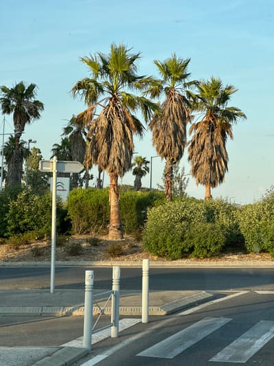 The image captures a street scene in La Valette-du-Var, France, featuring a clear blue sky and several tall palm trees. In the foreground, a crosswalk is visible on an asphalt road, bordered by a gray curb and sidewalk. To the left, a white pole with a directional sign points to the right. Behind the sign and to the right, a white Citroën logo is displayed on a dark background, indicating a business or dealership. A variety of green bushes and foliage form a dense backdrop for the palm trees, some of which have dry, brown fronds. The overall impression is that of a sunny day in a Mediterranean-influenced urban environment.