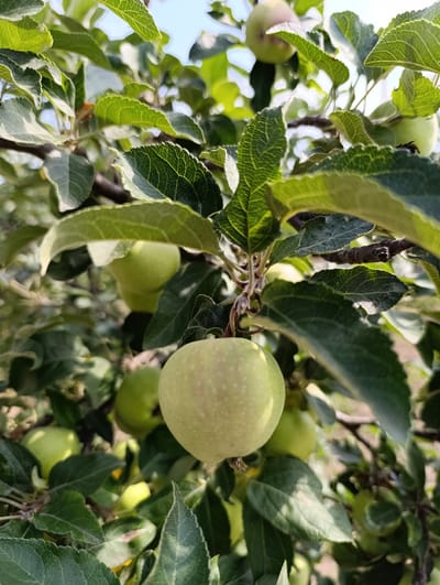 This is a close-up, low-angle, outdoor, eye-level photograph of several unripe green apples on a tree branch. The apples are surrounded by lush green leaves and branches, with some dappled sunlight visible through the foliage. The background is blurred, suggesting the focus is on the apples and leaves. There are no people or animals visible in the image. The scene appears to be an orchard or garden. The location is identified as Filippenkov, Russia, although this information is external to the visual content of the image itself.