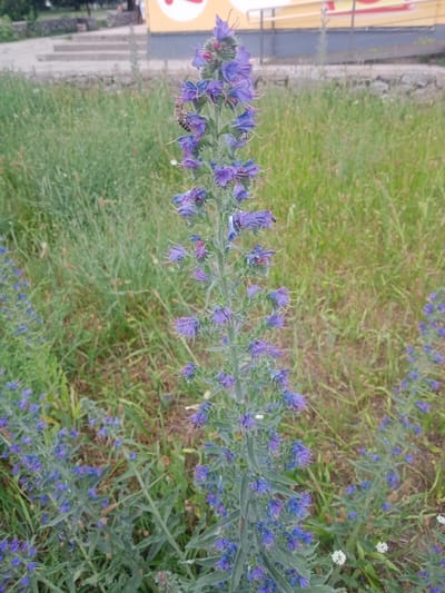 In Vlasivka, Ukraine, a tall, slender stalk of purple viper's bugloss flowers dominates the center of the frame, its blooms clustered densely along the upper portion of the stem. A bee is visible on one of the upper purple flowers, its body angled downwards. The flower stalk is surrounded by a field of green grass and smaller, scattered blue flowers. In the background, a gray stone wall separates the grassy area from a paved walkway and steps, beyond which a yellow and white structure is partially visible. The lighting suggests it is daytime.