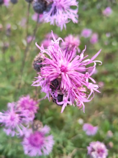 The image shows a close-up, shallow depth of field view of a purple thistle-like flower in bloom, with other similar flowers and green foliage in the blurred background. The main flower is centrally located and in focus, displaying delicate, spiky petals radiating from a dark center. Several other less distinct purple flowers are visible throughout the scene, suggesting a natural setting. The overall impression is of a wild meadow or garden in bloom. The location in Selivanovo, Russia, implies this is an outdoor scene, likely during a warmer season when these flowers would be in bloom. No people or animals are visible.