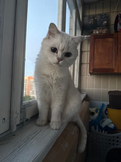 A white cat with large dark eyes sits on a wooden windowsill, looking towards the camera. The cat is fluffy and appears to be a young adult. Behind the cat, through a window, a city skyline with buildings is visible under a bright blue sky. To the right of the cat, there are wooden cabinets and various household items, including a blue stuffed toy and a yellow bucket. The windowsill is made of weathered wood and has a metal latch attached to the frame. The scene appears to be from an apartment balcony or a room with a prominent window.