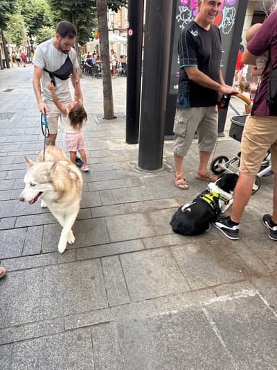 The image depicts a street scene in Mataró, Spain. In the foreground, a light-colored husky with blue eyes is walking on a leash. To its right, a black and white dog wearing a neon yellow harness is lying down. Several people are present, including a man in a grey t-shirt and beige shorts interacting with a young child, and another man in a black t-shirt and grey cargo shorts holding a stroller. The environment appears to be a pedestrian walkway with tiled ground and trees lining the street. Buildings and other people are visible in the background, suggesting a public area.