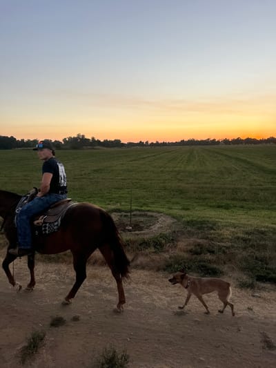 The image displays a rural landscape at an estimated time of either sunrise or sunset, evidenced by the clear sky transitioning from light blue overhead to vibrant orange and yellow near the horizon. In the foreground, a male subject is mounted on a dark brown horse, both positioned on a dirt path. The male wears a dark t-shirt with a white graphic on the back, blue jeans, and a dark baseball cap with sunglasses perched on the brim, looking over his left shoulder. The horse is equipped with a western saddle and is moving from left to right within the frame. Accompanying the horse and rider, a medium-sized, tan-colored dog with a dark collar walks on the dirt path to the right and slightly behind the horse. The path itself features sparse, dry vegetation. Beyond the path lies a vast, green cultivated field, exhibiting distinct linear rows that stretch into the distance. A circular area of disturbed earth with a thin, vertical pole centrally placed is visible between the path and the field. A line of trees forms the distant background. This scene is located in the city of Rancho Murieta, United States.