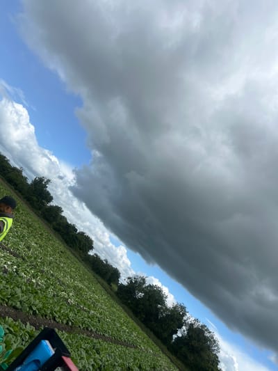 The image depicts a field of crops, likely some form of leafy green vegetables, arranged in neat rows under a dramatic sky. On the left side of the frame, a person wearing a high-visibility yellow vest and a black baseball cap is partially visible, facing towards the field. The field itself occupies the lower portion of the image, with dark soil between the rows of vibrant green plants. A line of dark green trees forms a border along the middle ground. The sky above is a striking contrast of weather conditions. On the right, a massive, dark, ominous cloud bank stretches diagonally across the frame, obscuring much of the sky. To the left of this dark cloud, patches of bright blue sky are visible, interspersed with fluffy white cumulus clouds. The overall impression is one of impending weather change over a rural agricultural landscape. The location is identified as Pike Corner, Ireland.